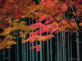 autumn-nature-wallpaper-28.jpg
