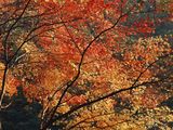 autumn-nature-wallpaper-16.jpg