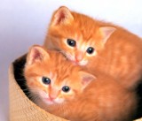 26Fun_Cat_134.jpg