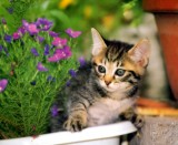 26Fun_Cat_140.jpg