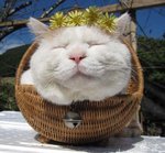 shironeko-happy-cat-63.jpg