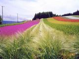 北海道的薰衣草 2.jpg