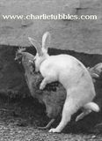 小兔的錯愛.jpg