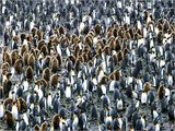 不同種類的企鵝.jpg