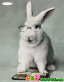 兔子讀書.jpg