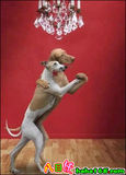 狗的舞蹈.jpg