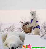 穿三點式的北極熊.jpg