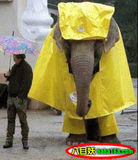 穿雨衣的大象.jpg