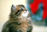 26Fun_Cat_151.jpg