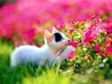 26Fun_Cat_164.jpg