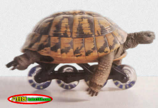 玩滑板的乌龟.jpg