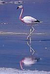 Andean Flamingo.jpg