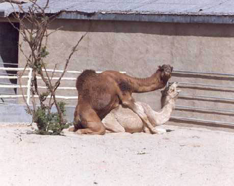 駱駝的愛.jpg