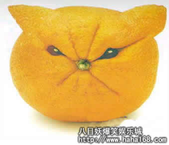 橘子貓.jpg