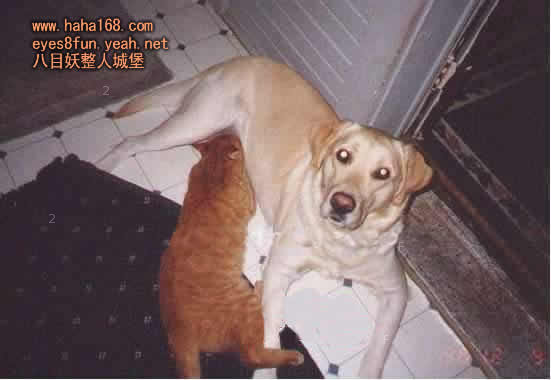 猫狗恋.jpg