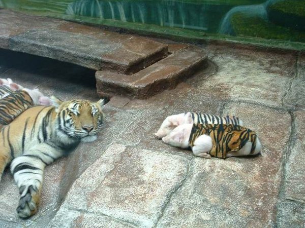 tiger.jpg