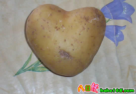 爱情的土豆.jpg