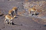 又見野生駱馬 (Vicunas).jpg