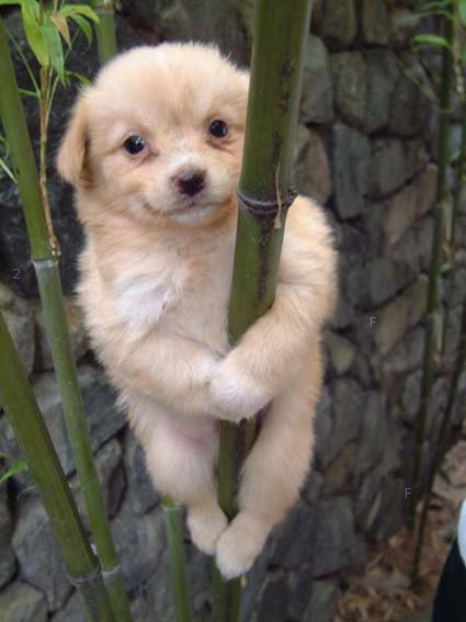 狗也懂爬竹.jpg