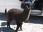 四種駱馬之四 (Alpaca)，又稱羊駝.jpg