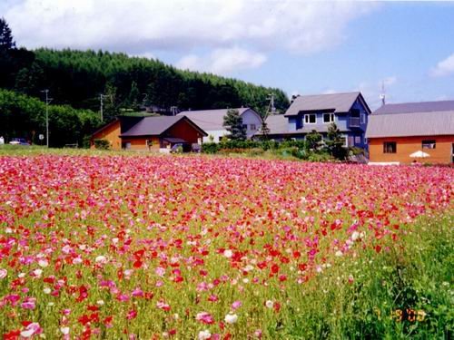 北海道的薰衣草.jpg