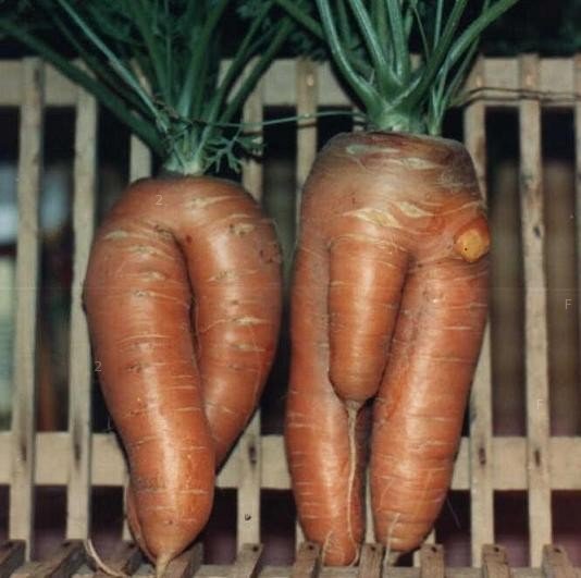 carrots02.jpg
