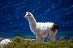 一頭羊駝 (Alpaca).jpg