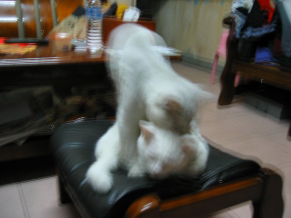 captainbest-cat003_0dCqpBqBzHTT.jpg