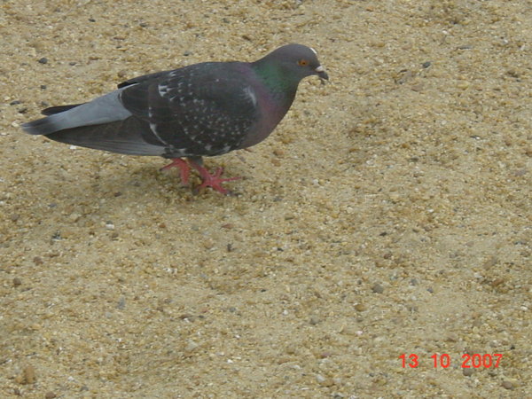 DSC00026.JPG