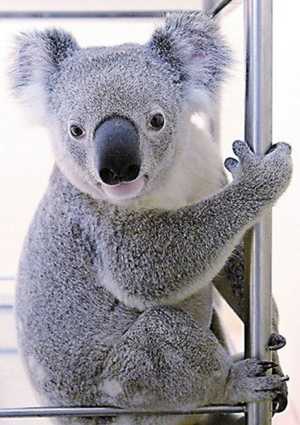 imgapi.nownews.com.jpg