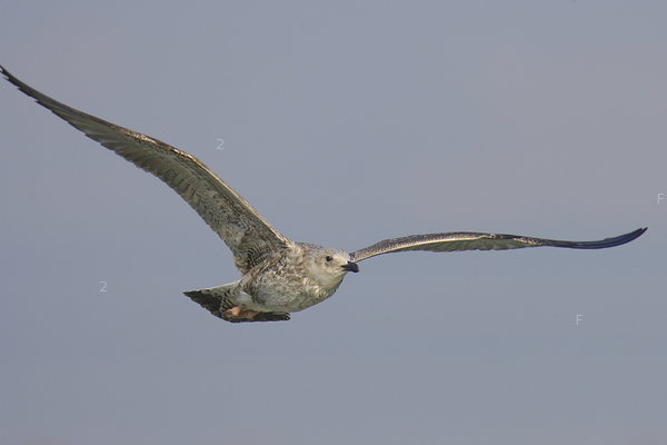 PS6S9494.JPG