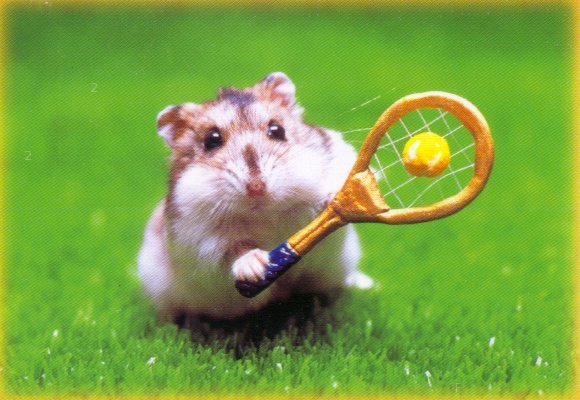 hamster_tennis.jpe