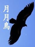 月月鳥06.jpg