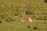 Guanaco2.jpg