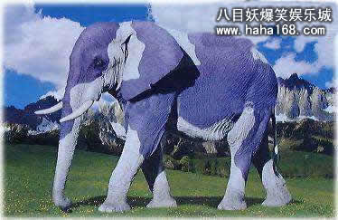 彩色的大象.jpg
