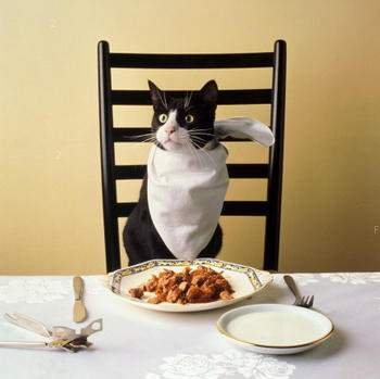 食西餐的貓.jpg