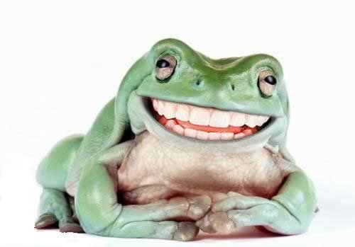 笑到見牙的青蛙.jpg