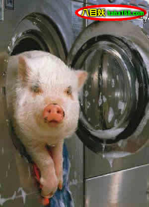 洗澡的猪.jpg
