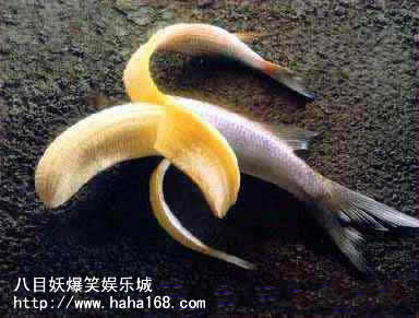 香蕉魚.jpg