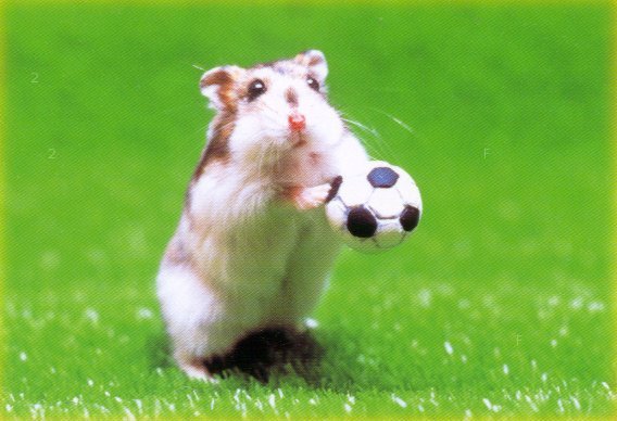 hamster_football.jpe