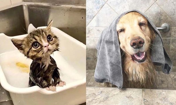 nm_fb_pet-care_feature_9763238305b07c6c427707.jpg