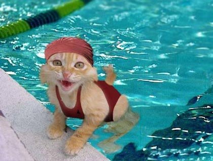 游泳的貓.jpg