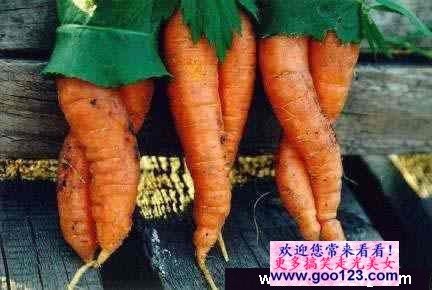carrots01.jpg