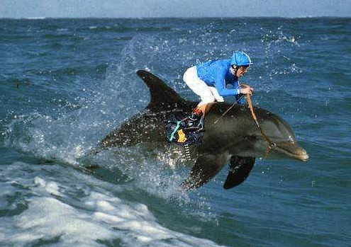 騎海豚才是潮.jpg