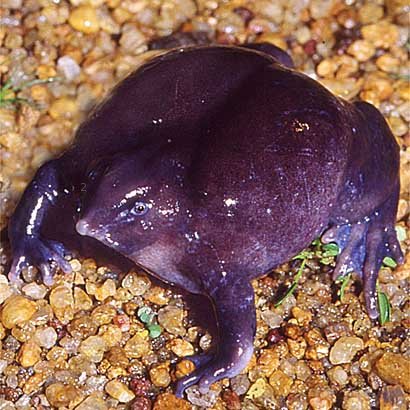 紫蛙.jpg
