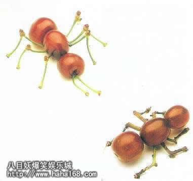 櫻桃螞蟻.jpg