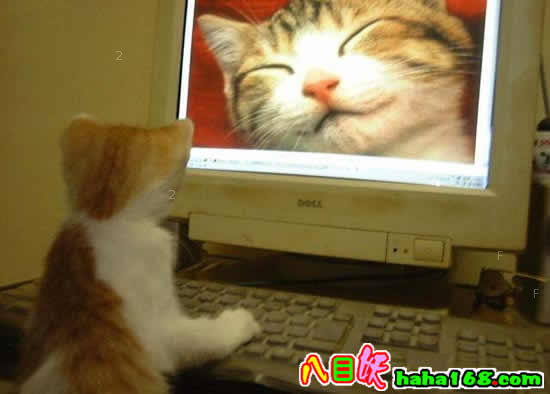 上网聊天的猫.jpg