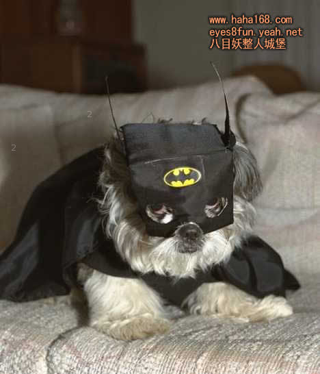 蝙蝠侠的狗.jpg