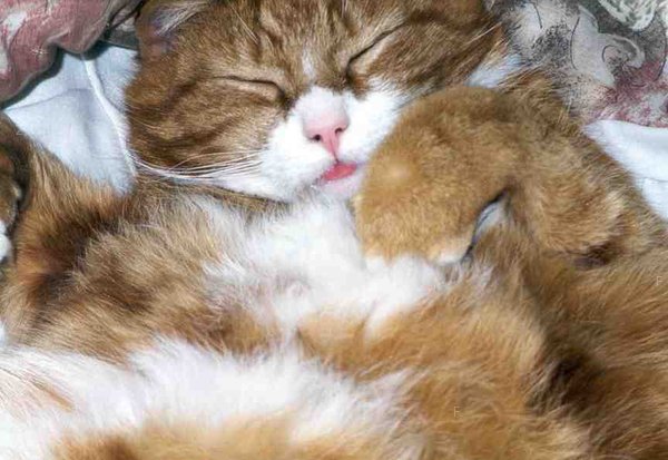 cat_sleep06.jpg
