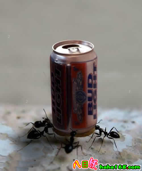 超级蚂蚁.jpg